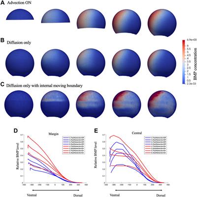 Determining the role of advection in patterning by bone morphogenetic proteins through neural network model-based acceleration of a 3D finite element model of the zebrafish embryo